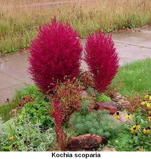 Kochia scoparia.jpg